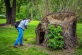 Man Ã¢â¬â tourist with backpack, looking at large sawed dry dead old tree trunk Royalty Free Stock Photo